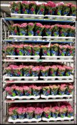 bloemen en planten vvbvanbree     1058